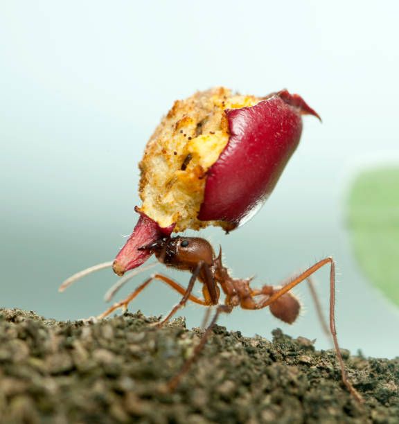 2,362 Ants Carrying Food Stock Photos, Pictures & Royalty-Free Images -  iStock