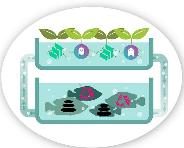 What is Aquaponic Yield Farming?